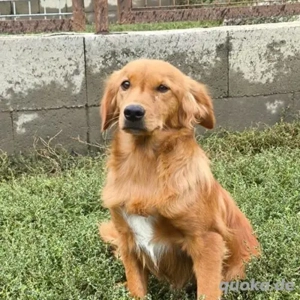 Lujo-Cocker Mix- geb ca. 2022