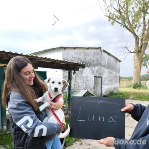 Luna- Pinscher Mix- geb ca 2025