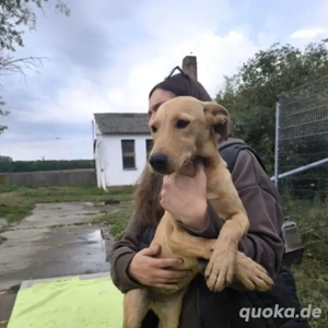 Maja-Bracke Mix- geb ca 2025