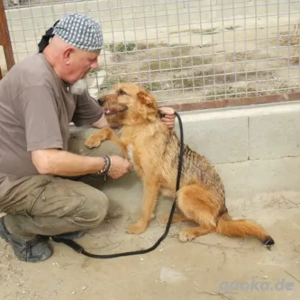 Mari-SchnauzerMix-geb ca 2023