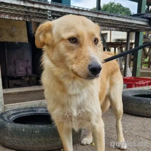 Misi- LabradorMix- geb ca 2022