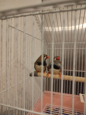 Kingfinken Zebrafinken