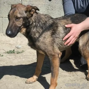 Mogyi- Schäferhund Mix- geb. ca. 2020
