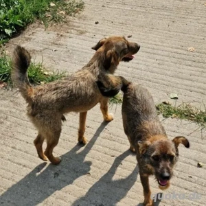 Moritz- Terrier Mix- geb ca 2023 Bild 2