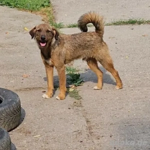 Moritz- Terrier Mix- geb ca 2023 Bild 3