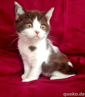 BKH noch 1 Junge ist frei