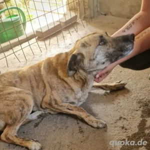 Nina- BardinoMix-geb. ca 2020