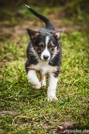 Border Collie Welpen 