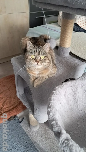  Schöne Britisch kurzhaar 