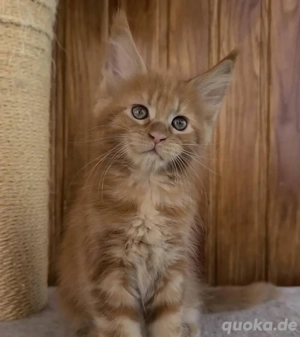 Maine-Coon-Kätzchen