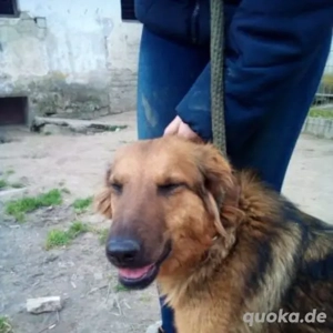 Pogacsa-SchäferhundMix- geb. ca 2020