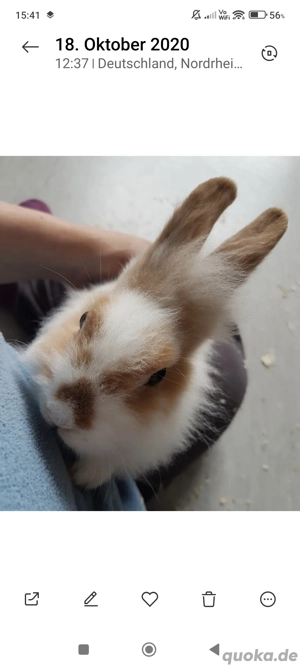 reinrassige löwenkopf Zwergkaninchen