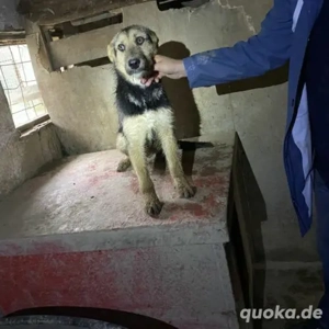 Rebeka- Schäferhund Mix- geb ca 2022