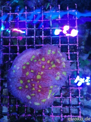 Meerwasser Korallen , jelly bean