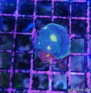 Meerwasser Korallen chalice bugatti, jelly bean