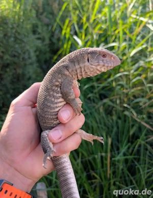 Steppenwaran (Varanus exanthematicus)