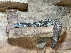 Stachelschwanzwaran Männchen Varanus acanthurus