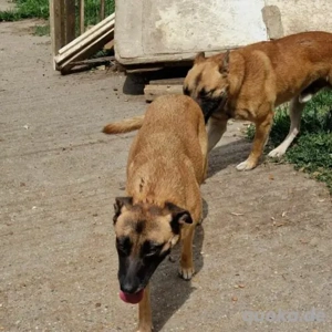 Reka- Schäferhund Mix- geb ca 2021 Bild 2