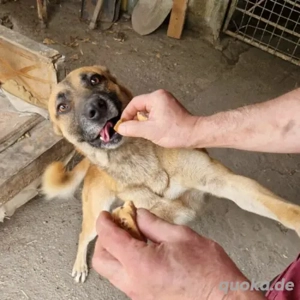 Reka- Schäferhund Mix- geb ca 2021