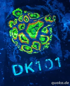 WYSWIG Original BIGR Micromussa Holy Grail & Flamming Bugatti Korallen Ableger Nachzucht Meerwasser 