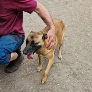 Reka- Schäferhund Mix- geb ca 2021 Bild 3