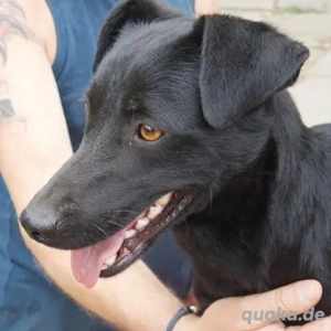 Samu- Terrier Mix- geb ca 2021