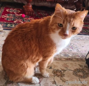 Entspannter Schmusekater Porto sucht neues Zuhause - als Einzelprinz