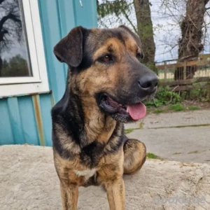 Suso-SchäferhundMix- geb va 2019 Bild 2