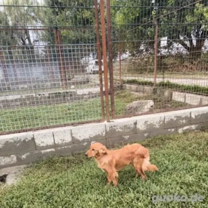 Suzy-DackelBrackeMix- geb ca. 2022