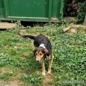 Tea-CollieMix- geb ca2022