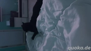 Verkaufe Ragdoll Mix Katze 