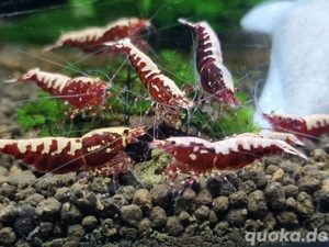  Garnelen Galaxy Fischbone Red 10 Stück + Lubao und Bananenblätter 