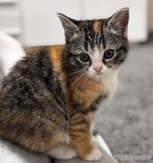 Süße kleine Katze 