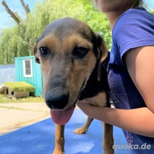 Cassie- LabradorSchäferhund Mix  Bild 2