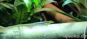 1.0 Phelsuma klemmeri (Blauer Bambustaggecko)