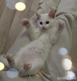 Maine Coon   BKH Kitten 