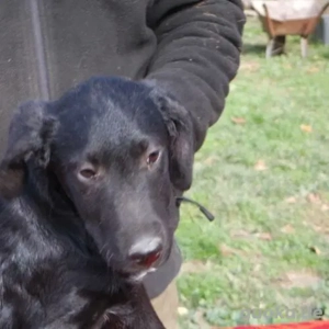 Tomi- LabradorMix- Geb ca 2023