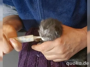 Hilfe bei der Handaufzucht