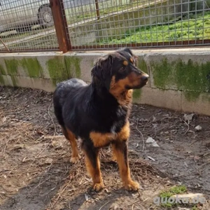 Viki-DackelMix- geb ca 2022 Bild 2