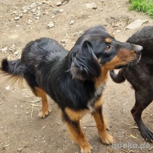 Viki-DackelMix- geb ca 2022 Bild 3