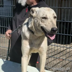 Zoli-LabradorMix- geb 2023