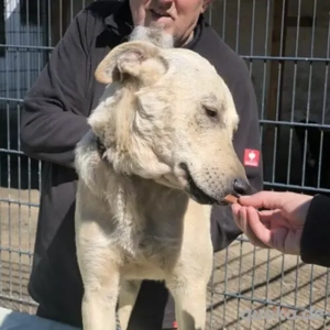 Zoli-LabradorMix- geb 2023 Bild 2