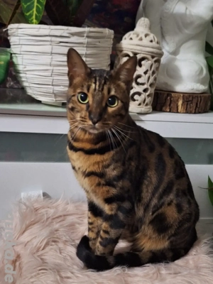 Stattlicher Bengale-Kater