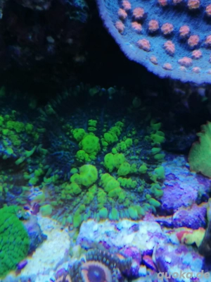 Meerwasser Korallen scheibenanemone