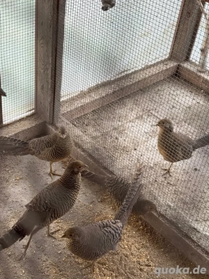Goldfasan weibchen