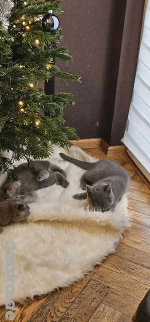 3 verschmuste BKH Kitten in Blue haben Ihre Koffer gepackt und dürfen Ausziehen