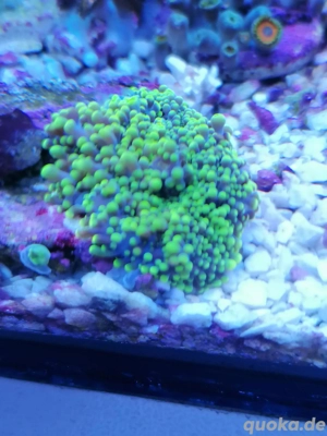 Meerwasser Korallen 