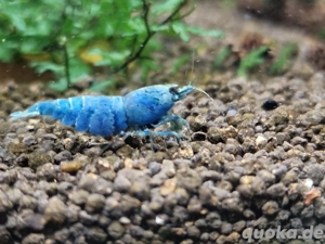  Garnelen Lily Tiger Orange Eye Caridina 10 Stück + Lubao und Bananenblätter e-lubao.eu