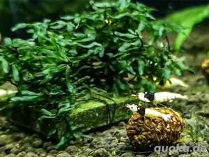 Garnelen Pure Black Line PBL 10 Stück + Lubao und Bananenblätter 