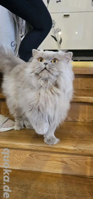 BLH BKH Kater in Liebevolle Hände Abzugeben